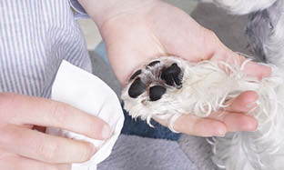 5 fordeler og ulemper med tørrsjampo for kjæledyr